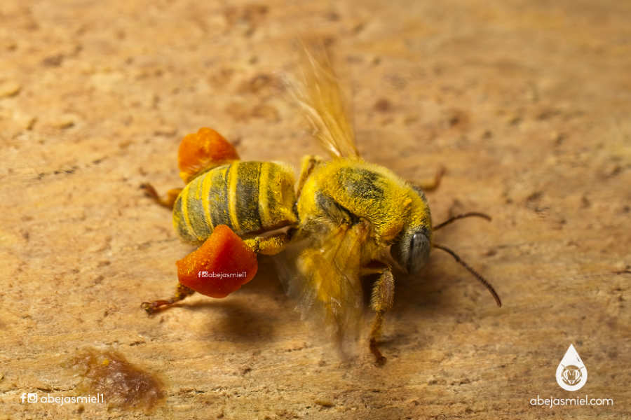 ¿Cómo transportan polen las abejas?