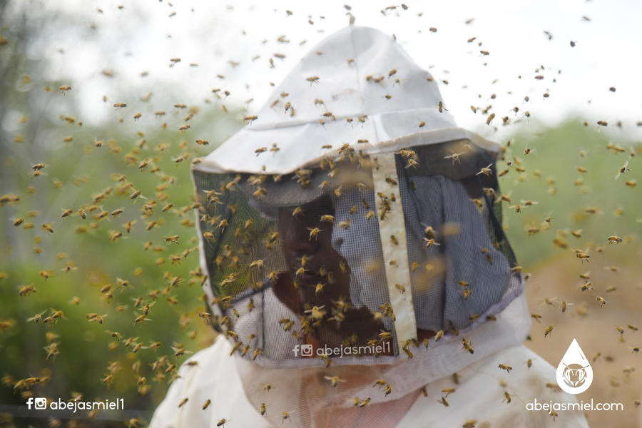 ataque abejas asesinas