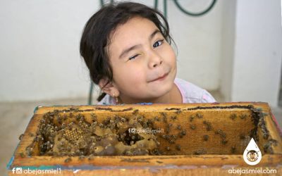 ¿Qué observar al adquirir meliponas o abejas sin aguijón?