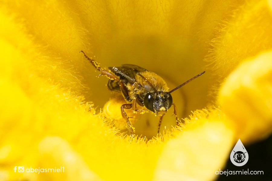 abeja Peponapis abejas solitarias