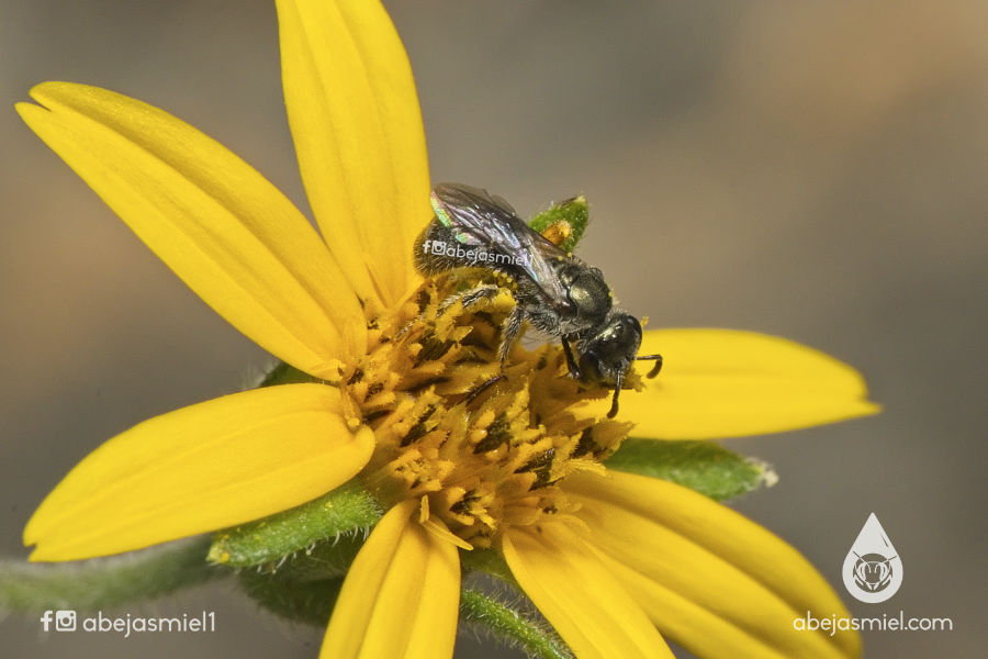 abejas solitarias polen