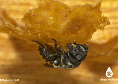 abeja solitaria megachile