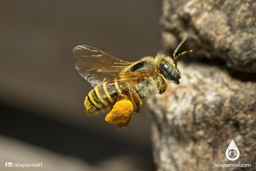 Posibles problemáticas al trasladar abejas entre zonas