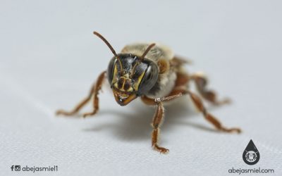 ¿Conoces las abejas sin aguijón o meliponinos?