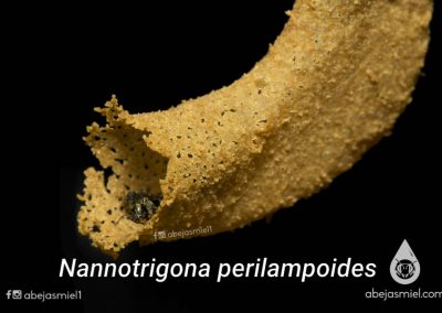 Nannotrigona perilampoides abejas sin aguijón