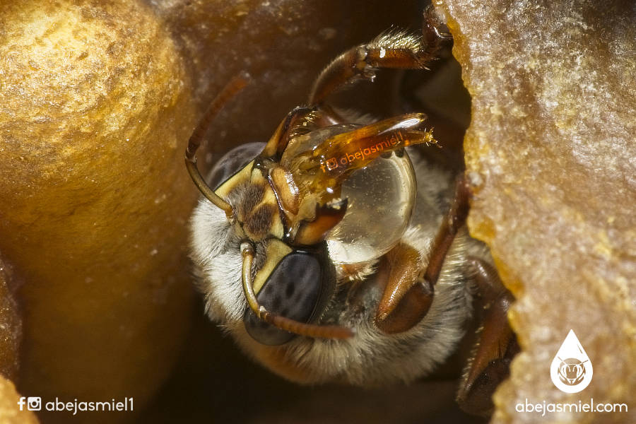 abeja deshidratando néctar