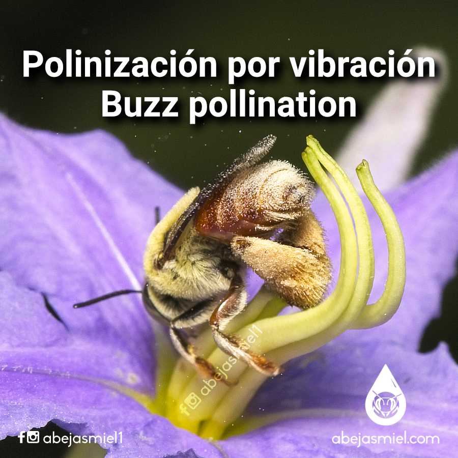 polinización por vibración